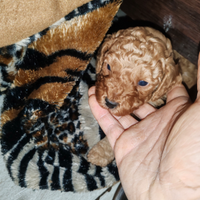 Barboncini red e champagne