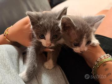 Gattine di due mesi