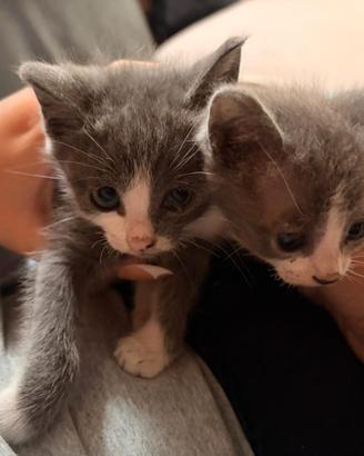 Gattine di due mesi