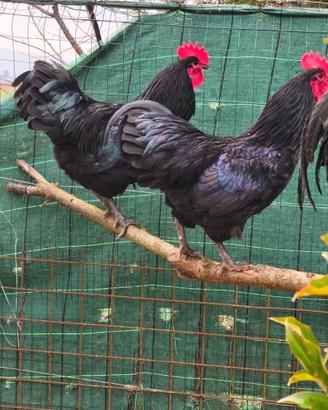 Galli di razza australorp e uova