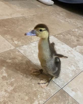 Anatroccolo anatra muta