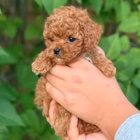 Barboncini maschi e femmine red disponibili subito