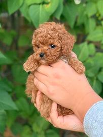 Barboncini maschi e femmine red disponibili subito