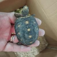 Tartarughe Carbonarie