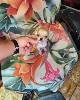 Chiwawa ciwawa toy maschietti