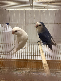 Pappagalli inseparabili