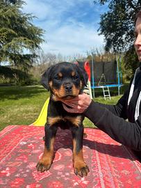 Rottweiler allevamento amatoriale