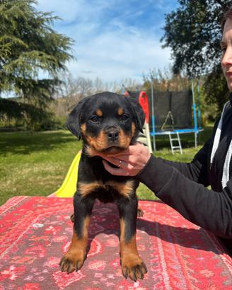Rottweiler allevamento amatoriale