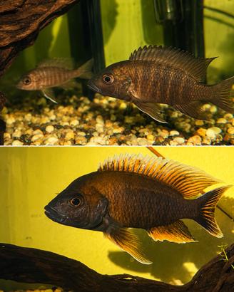 Pesce