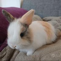 Coniglio nano bianco/nero bianco/maronne