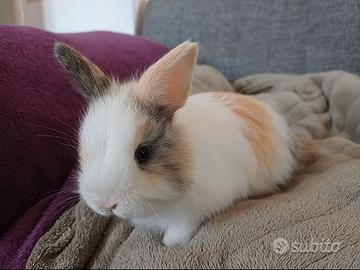 Coniglio nano bianco/nero bianco/maronne