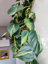 talee radicate di photos Brazilian