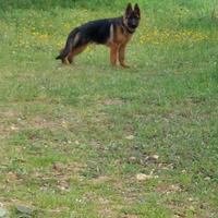 Supercucciolo di pastore tedesco