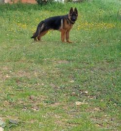 Supercucciolo di pastore tedesco