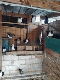 Colombi triganini modenesi