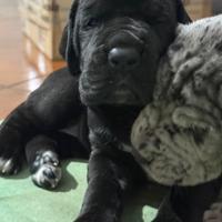 Cucciolata di Alani | Alano