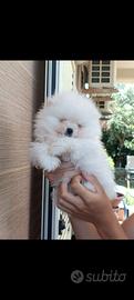 Volpino di Pomerania toy