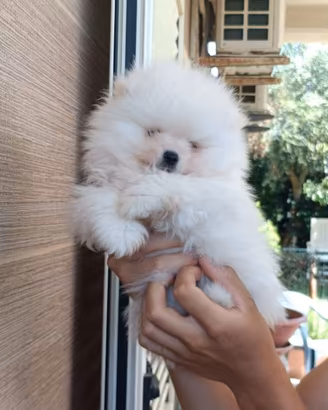 Volpino di Pomerania toy