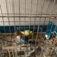 Cocorite