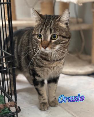 Orazio in adozione