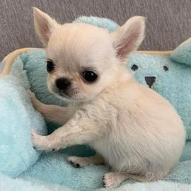 CHIHUAHUA TOY CUCCIOLI pag rate da 12 mesi