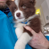 Border collie