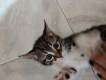 Adozione gattini
