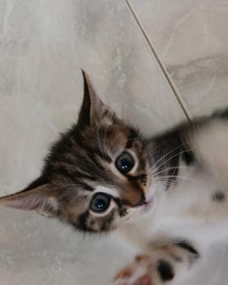 Adozione gattini