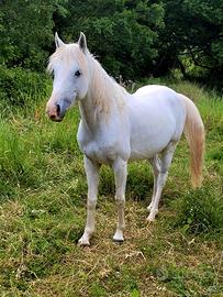 Cavalla