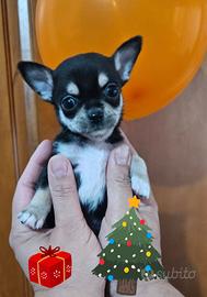 Chihuahua toy pedigree Enci per Natale