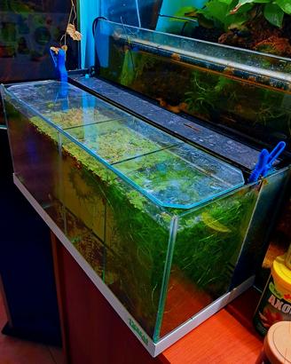 acquario bettiera 4 posti creas