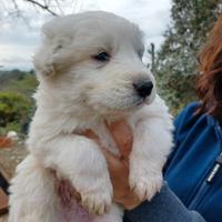 Pastore maremmano abruzzese