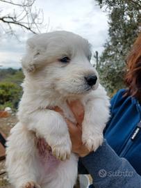 Pastore maremmano abruzzese