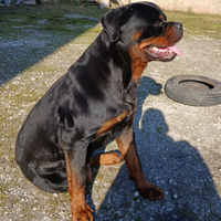 Rottweiler per monta