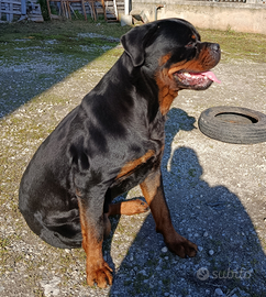 Rottweiler per monta