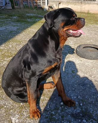 Rottweiler per monta
