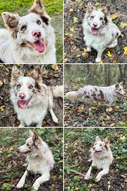 Cuccioli border collie