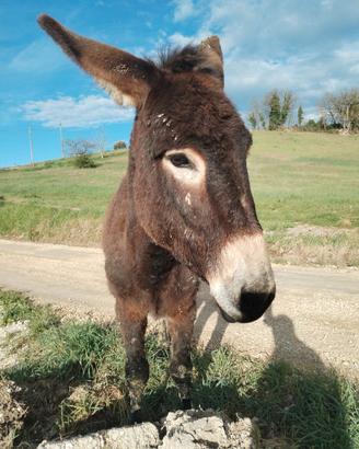 Asino Maschio intero 3 anni
