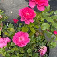 Rose di vari colori