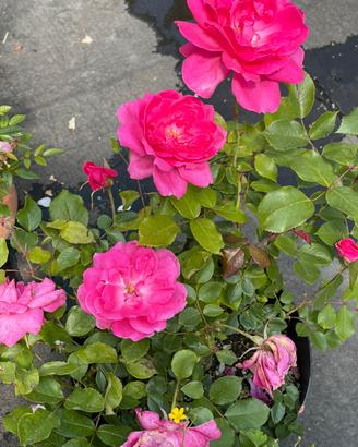 Rose di vari colori