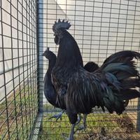 Pulcini di galline Ayam cemani
