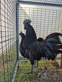 Pulcini di galline Ayam cemani