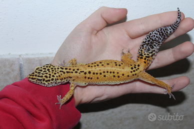 Gechi leopardini