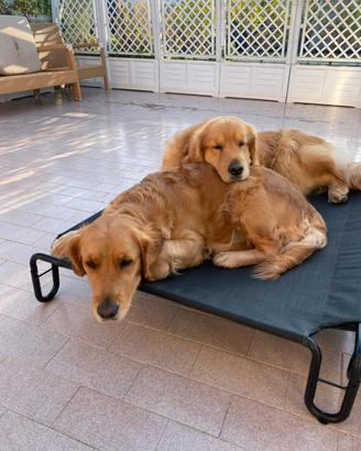 Cuccioli di Golde retriver con pedigree