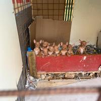 Cuccioli di cirneco dell'Etna