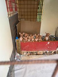 Cuccioli di cirneco dell'Etna