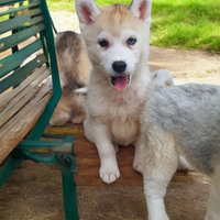 Siberian husky