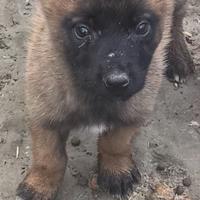 Pastore belga Malinois allevamento Enci