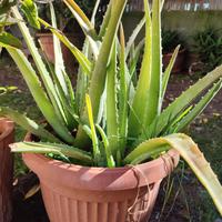 Aloe Vera o Barbadensis Miller