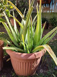 Aloe Vera o Barbadensis Miller